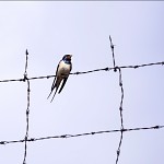 Like a bird on a wire, Leonard Cohen.